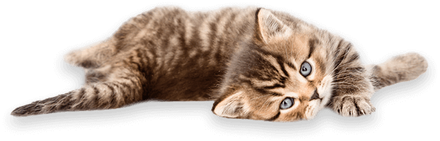 Jouet Kong remplissable d'herbe à chat - Castor