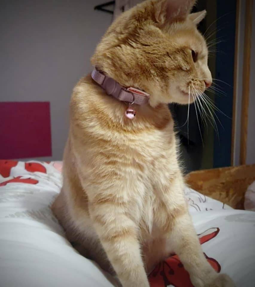Collier chat ou petit chien en nylon 
