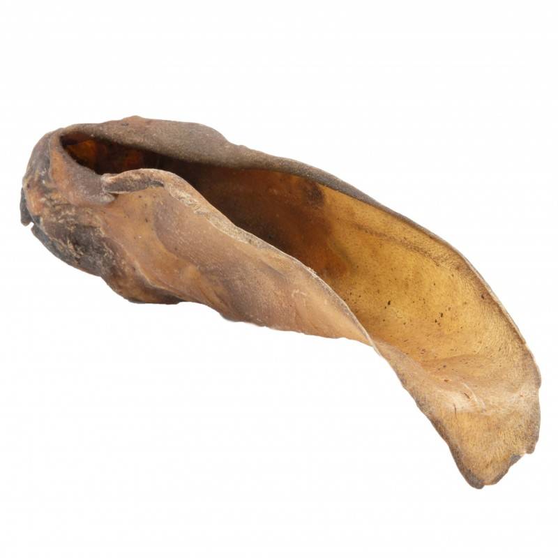 Oreille de boeuf pour chien friandise 100% naturel 