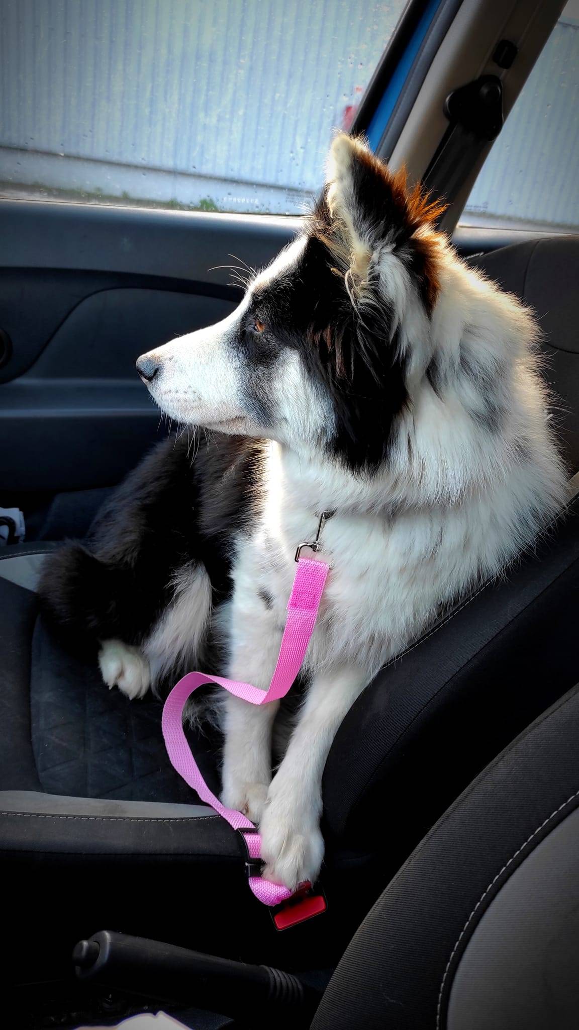 Laisse de sécurité voiture chien et chat 